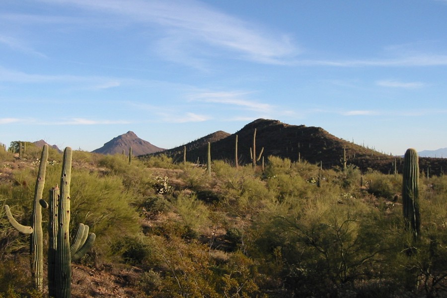 ../image/field of cactus at desert museum 3.jpg